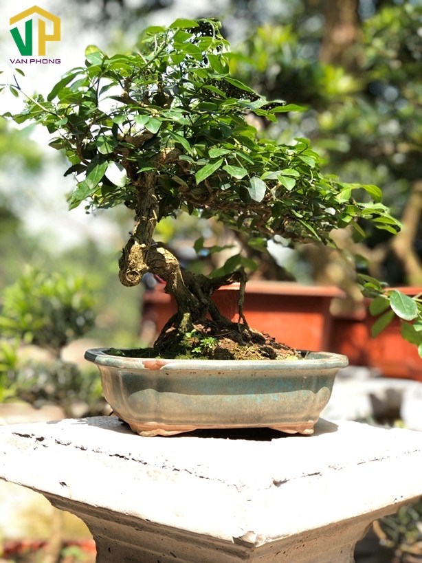 cach-trang-tri-cay-canh-trong-nha-dep-phu-hop-phong-thuy-6 Trang trí cây nguyệt quế trong nhà giúp công việc được thuận lợi